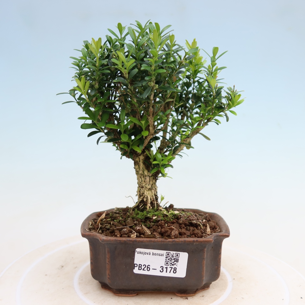 Szobai bonsai - Buxus harlandii - parafa buxus