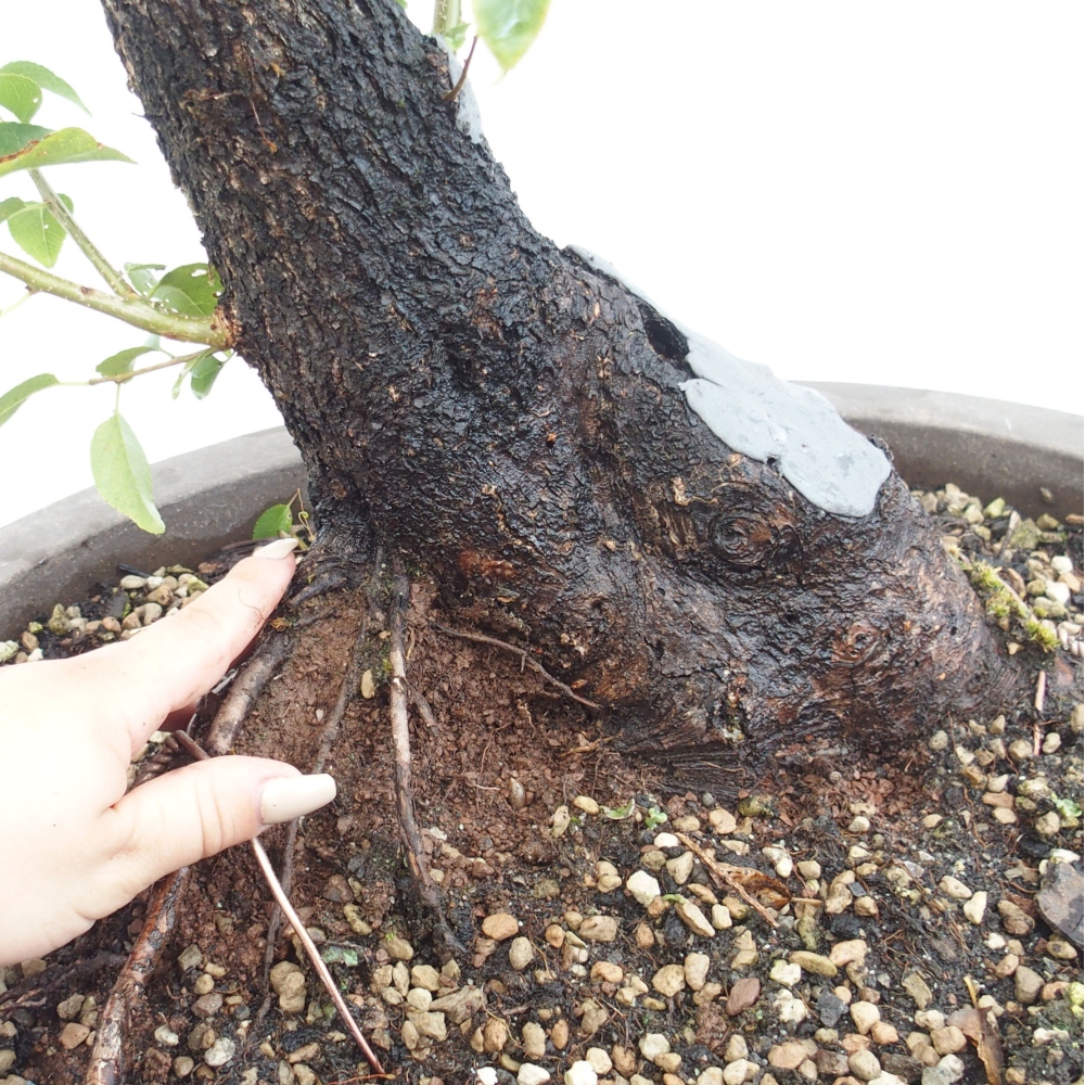 Kültéri bonsai - Mahalebka - Prunus mahaleb - Prunus mahaleb