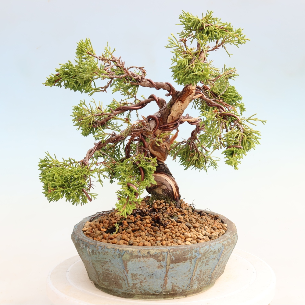 Kültéri bonsai - Juniperus chinensis Itoigawa-Juniperus chinensis