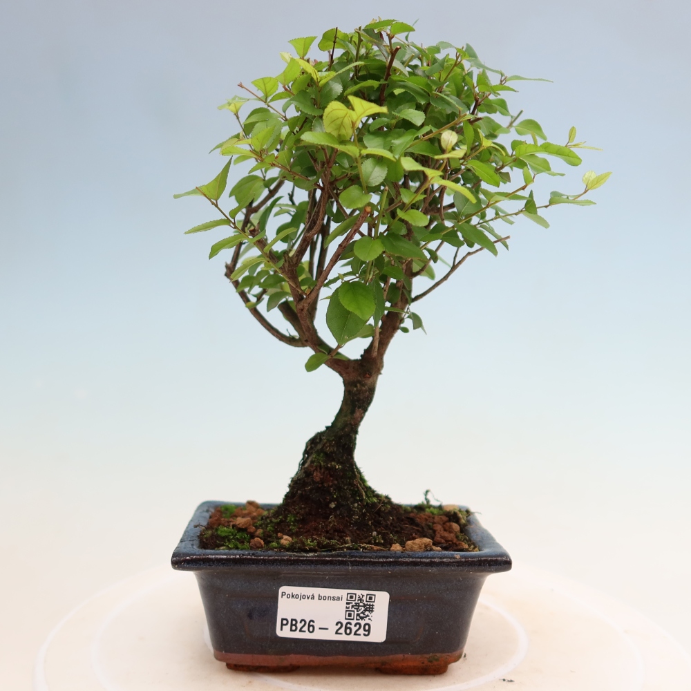 Szobai bonsai - Sageretia thea - Sageretia thea
