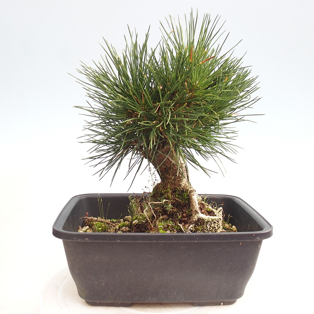Kültéri bonsai - Pinus thunbergii - Thunberg fenyő