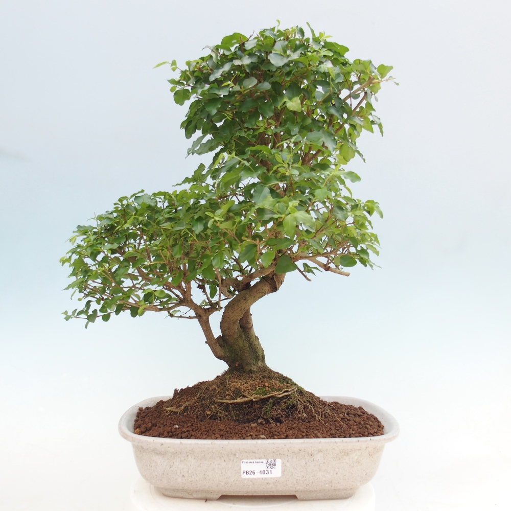 Szobai bonsai -Ligustrum chinensis - Madárcsőr