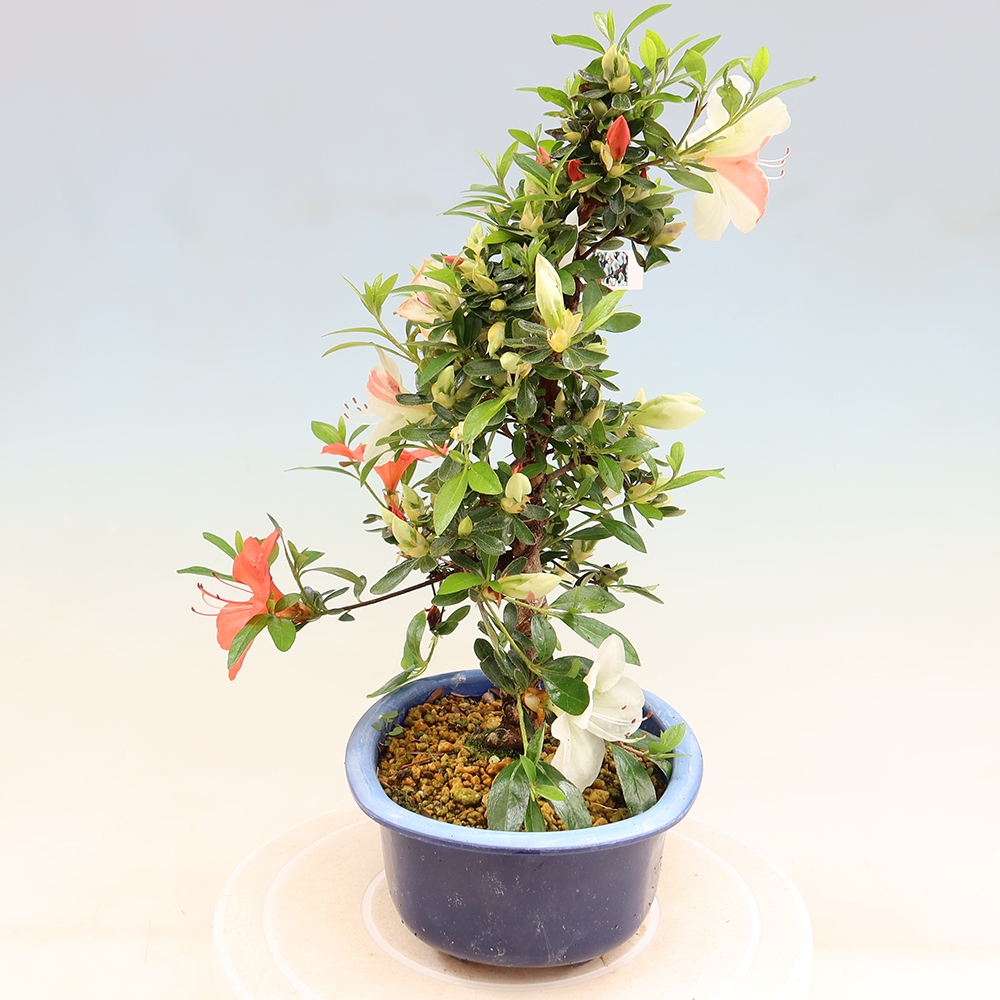 Kültéri bonsai - Japán azálea - Azálea Asahi-no-izumi