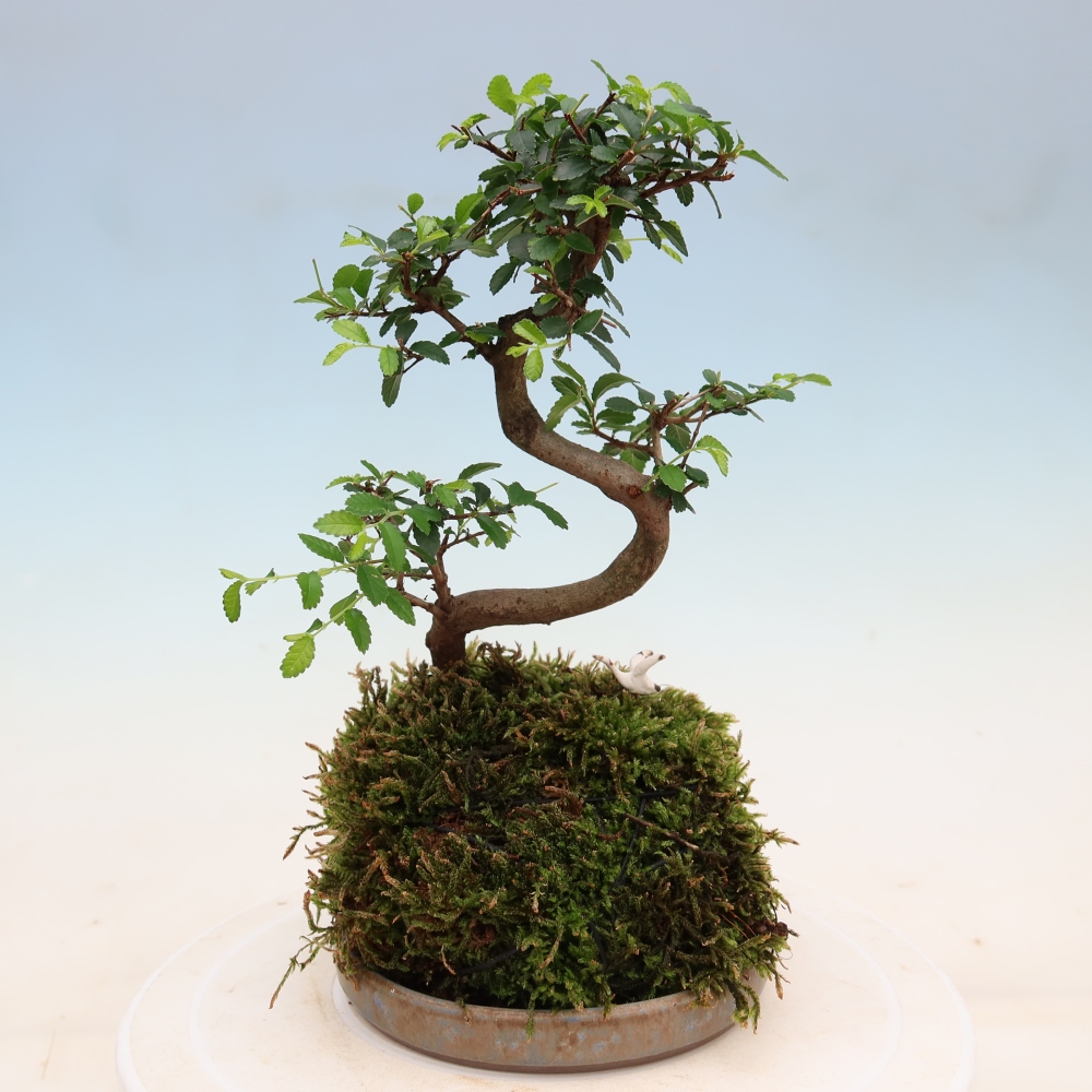 Kokedama alátéttel – Ulmus parvifolia – kicsilevelű szil