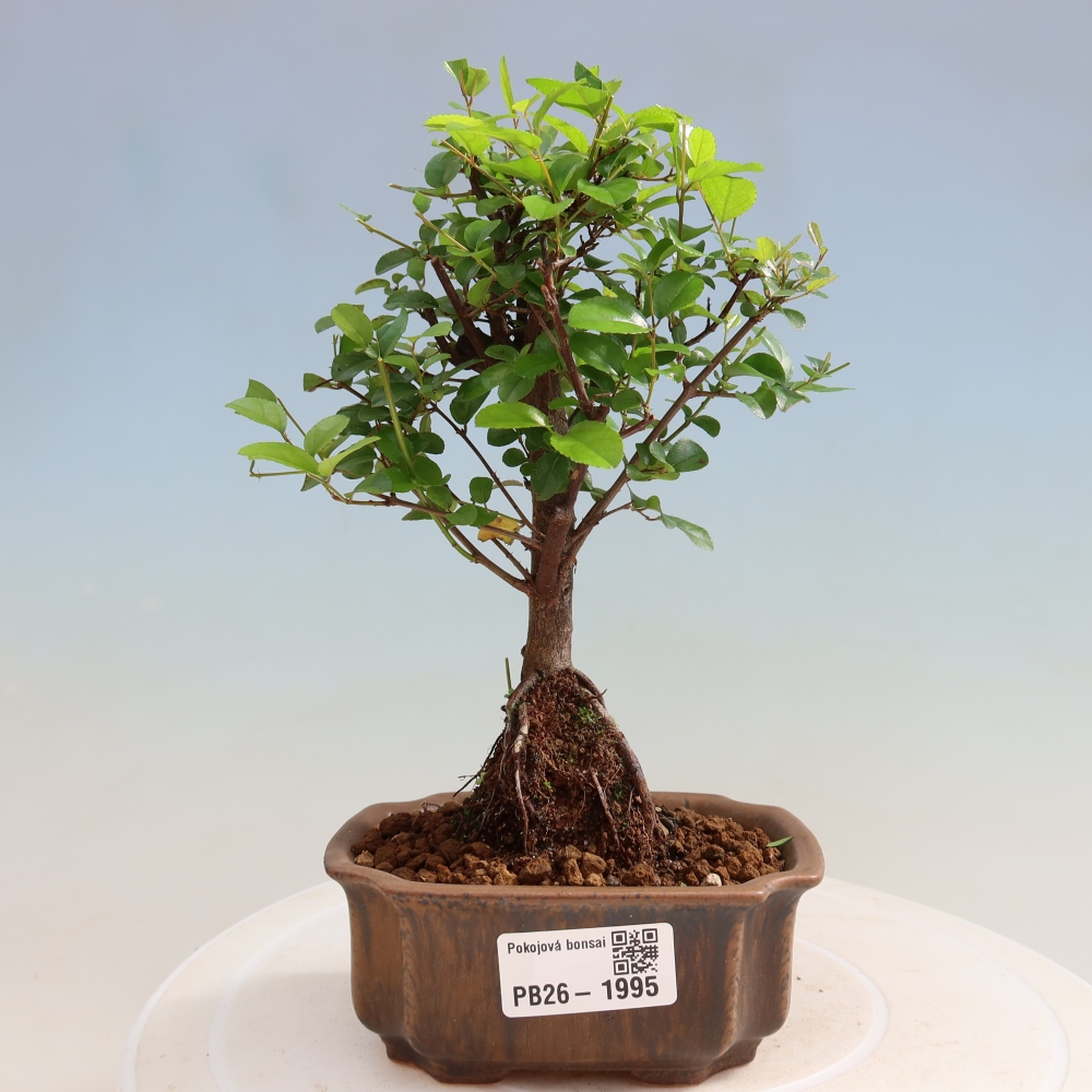 Szobai bonsai - Sageretia thea - Sageretia thea