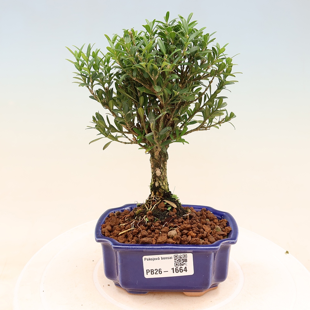 Szobai bonsai - Buxus harlandii - parafa buxus