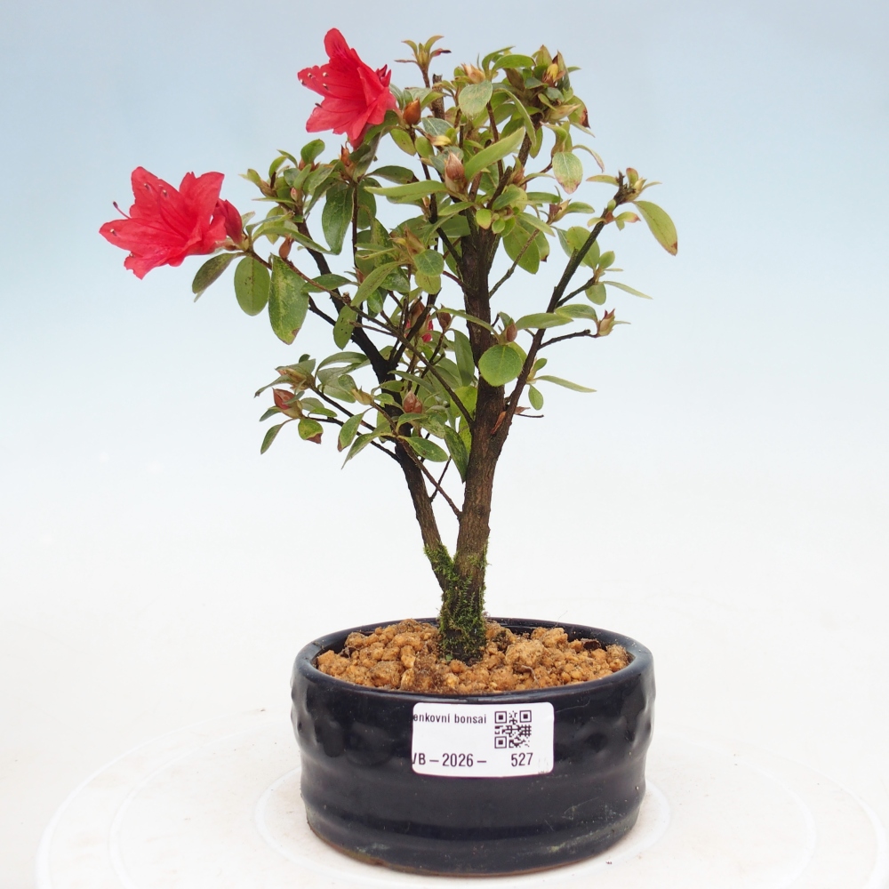 Kültéri bonsai - japán azálea - Azalea sp.