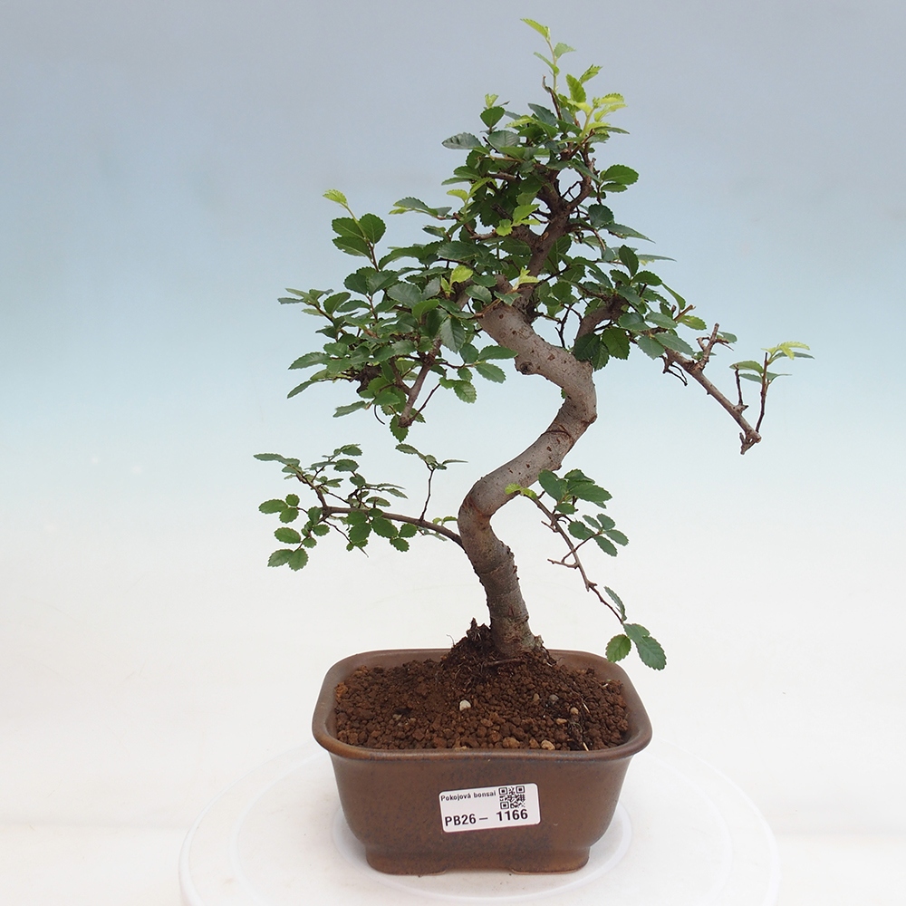 Szobai bonsai - Ulmus parvifolia - Kislevelű szilfa