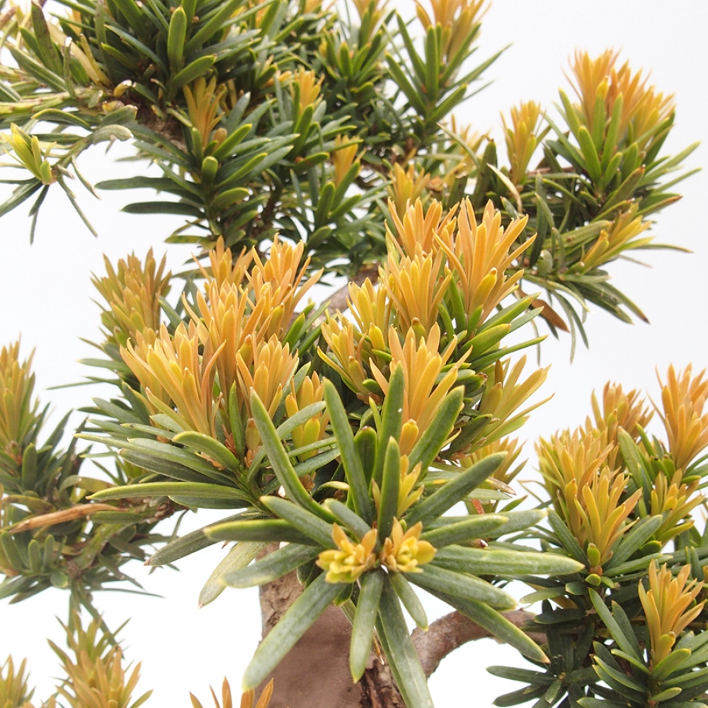 Kültéri bonsai - Taxus cuspidata - japán tiszafa
