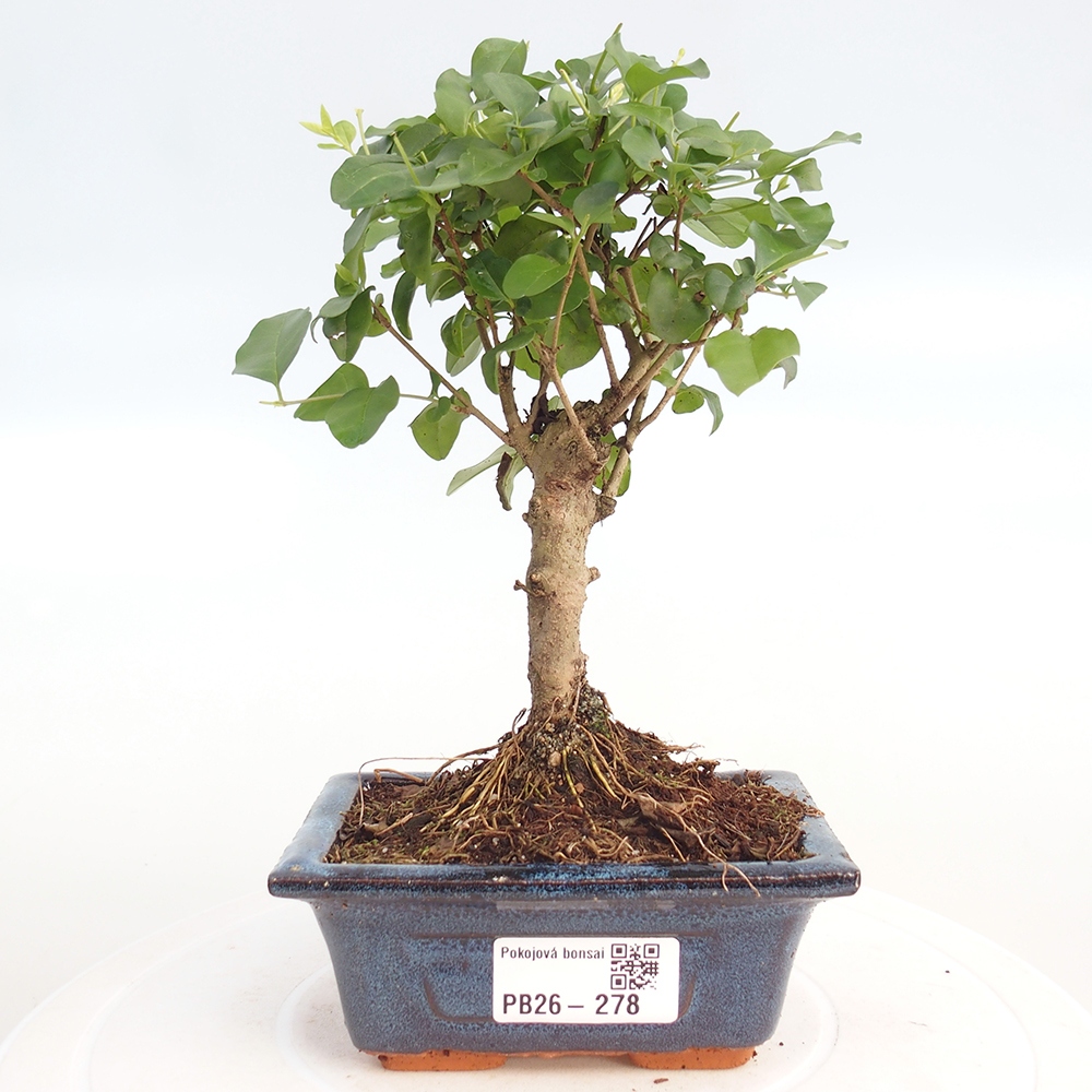 Szobai bonsai -Ligustrum chinensis - Madárcsőr