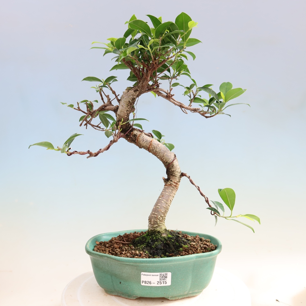 Szobai bonsai - Ficus retusa - kislevelű fikusz