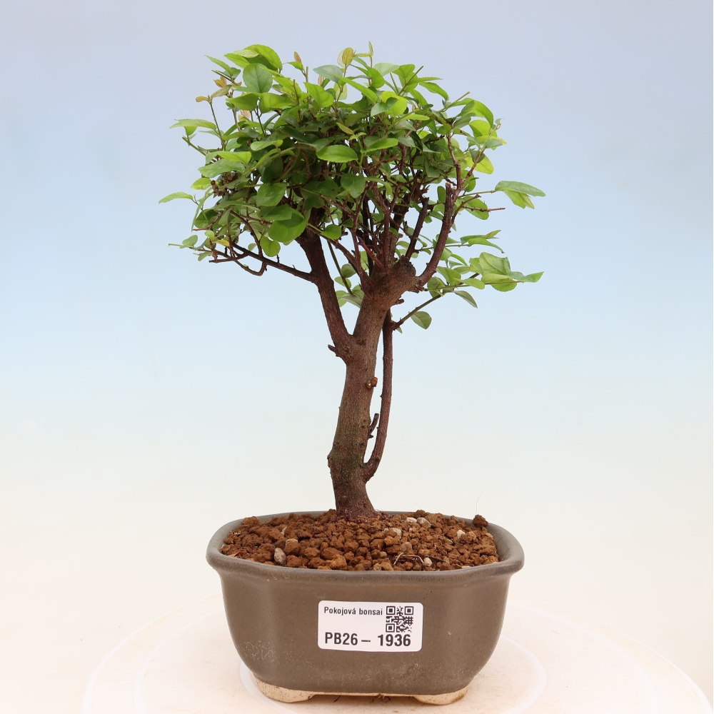 Szobai bonsai - Sageretia thea - Sageretia thea
