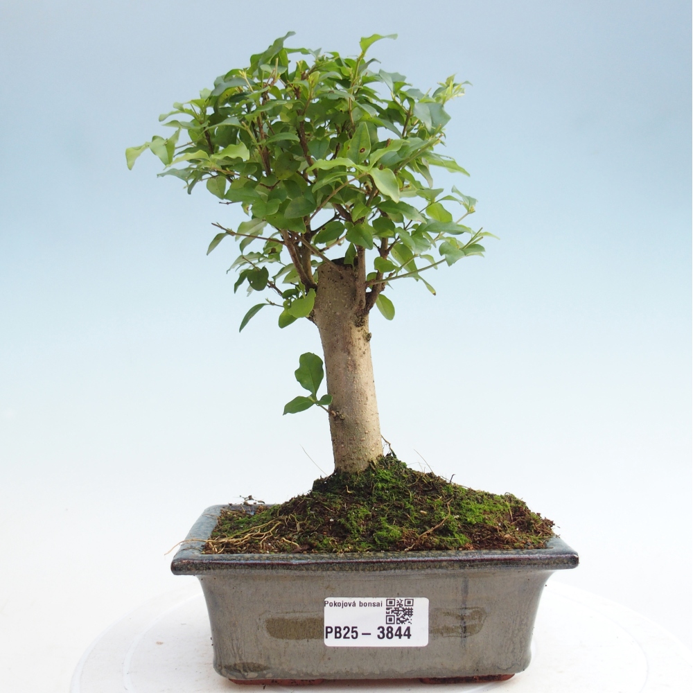 Szobai bonsai -Ligustrum chinensis - Madárcsőr