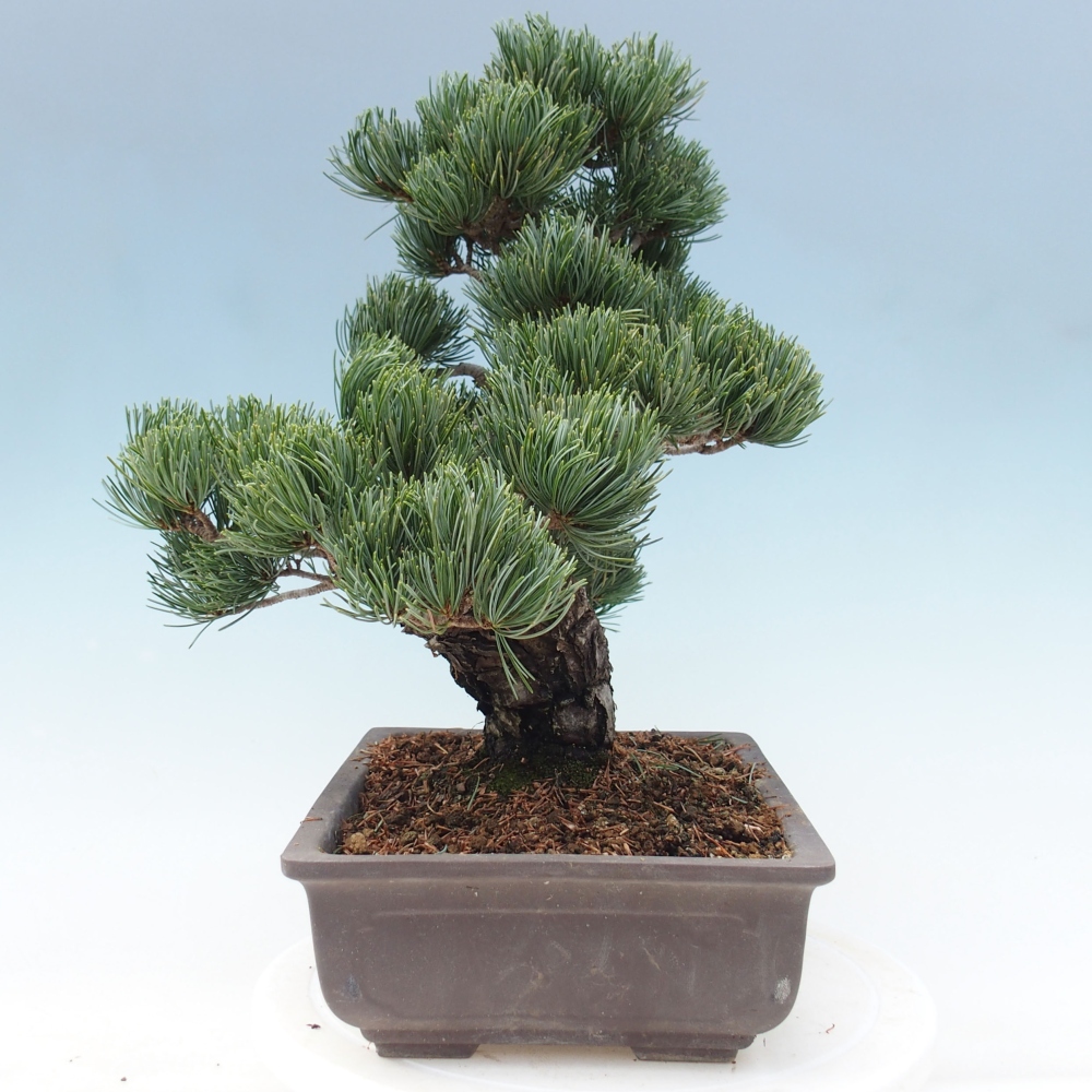 Kültéri bonsai - Pinus parviflora - Pinus parviflora