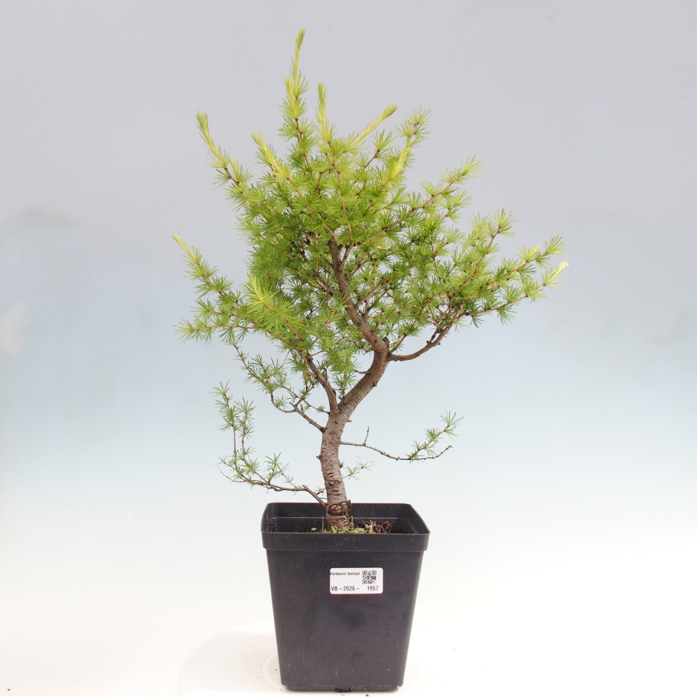 Kültéri bonsai - Larix decidua - vörösfenyő