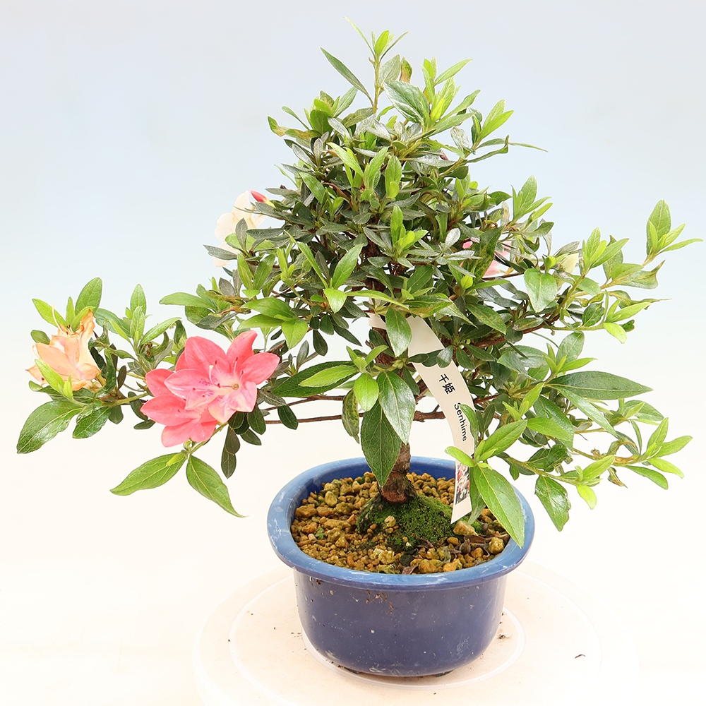 Kültéri bonsai - Japán azálea - Azalea Senhime