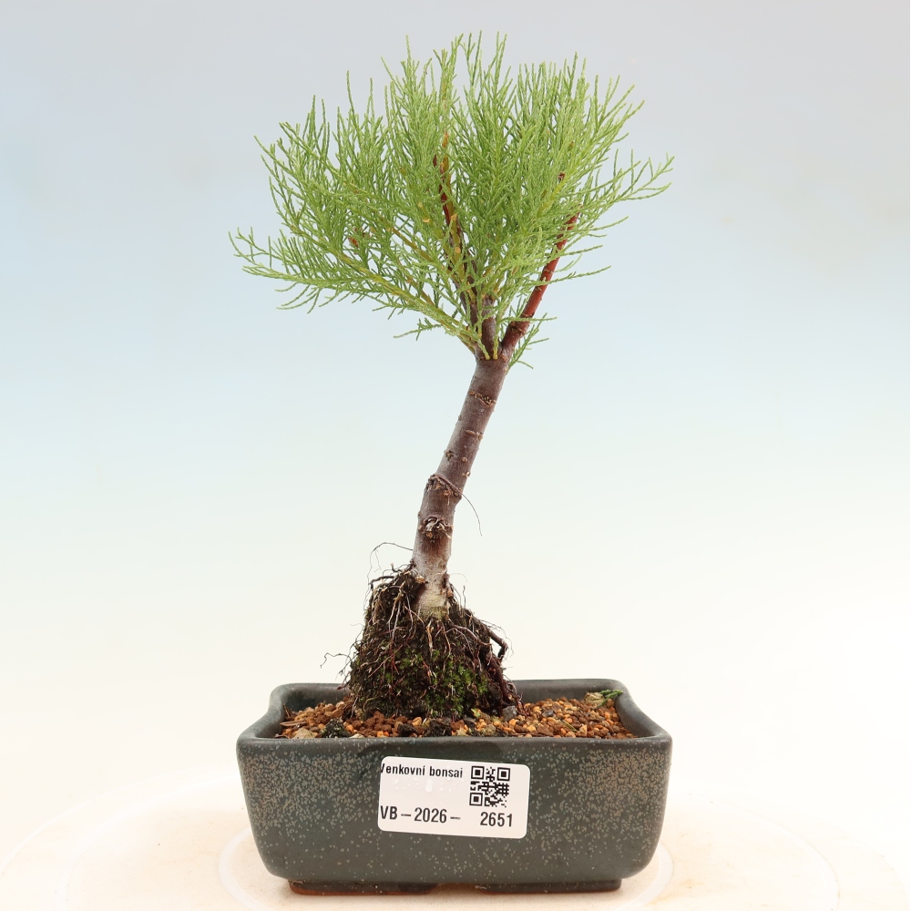 Kültéri bonsai - Tamariszkusz - Tamarix