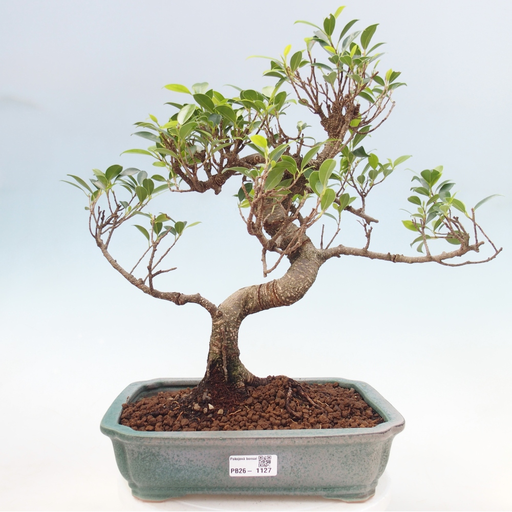 Szobai bonsai - Ficus kimmen - kislevelű fikusz