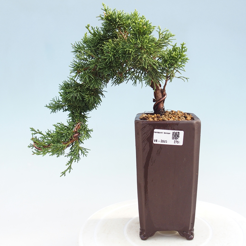 Kültéri bonsai - Juniperus chinensis Kishu