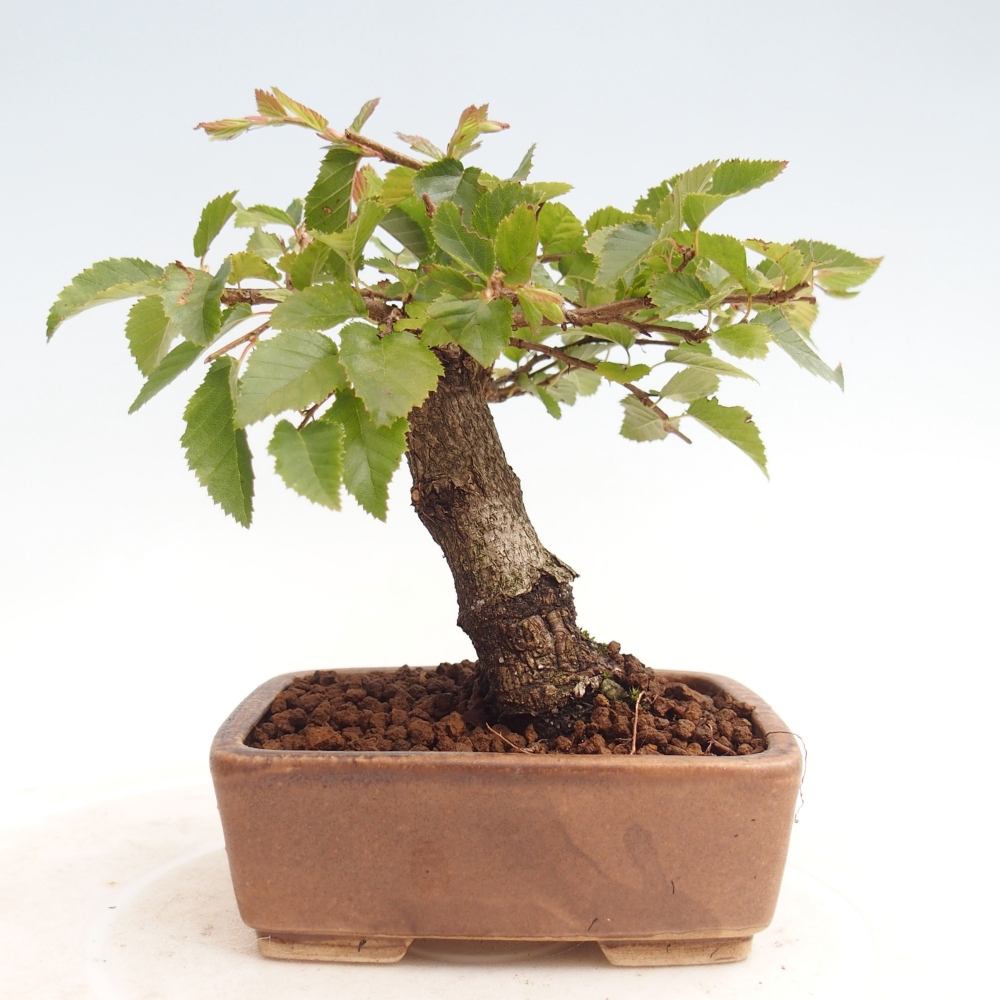 Kültéri bonsai -Carpinus CARPINOIDES - Koreai gyertyánfa