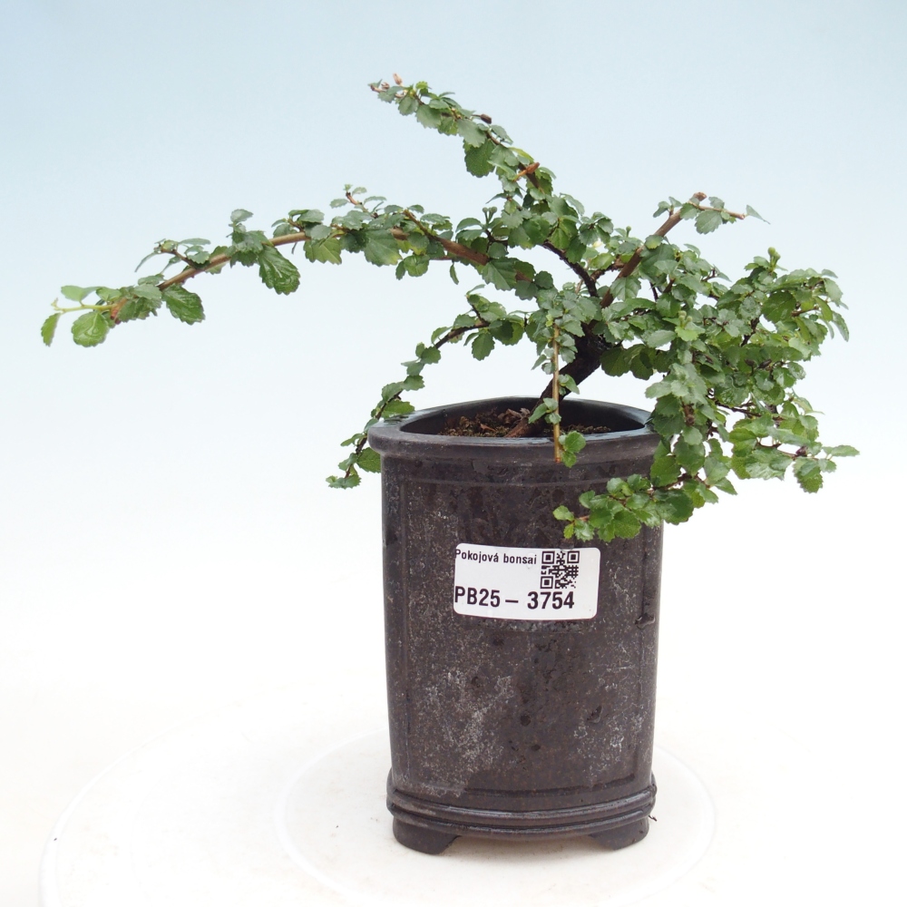 Szobai bonsai - Grewia sp. - Grewia malafolia