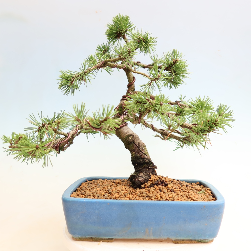 Kültéri bonsai – Pinus mugo Humpy – Törpefenyő