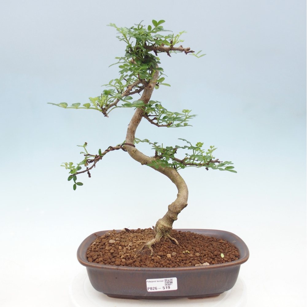 Szobai bonsai - Zantoxylum piperitum - borsfa