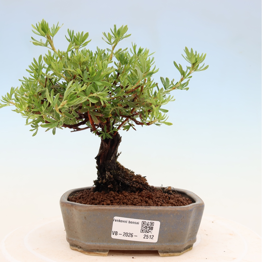 Kültéri bonsai - Potentila fruticosa