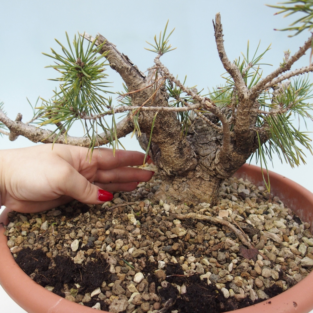 Yamadori - Pinus sylvestris Spanyolország