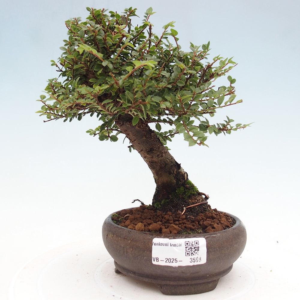 Kültéri bonsai - Ulmus parvifolia Hokkaido - Kínai szil - Ulmus parvifolia Hokkaido