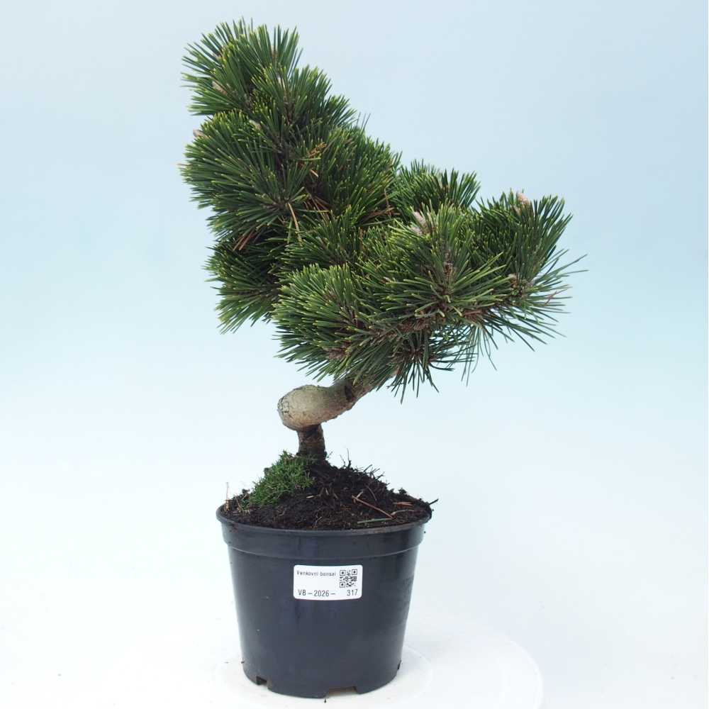 Kültéri bonsai - Pinus thunbergii senjyumaru - Thunberg fenyő
