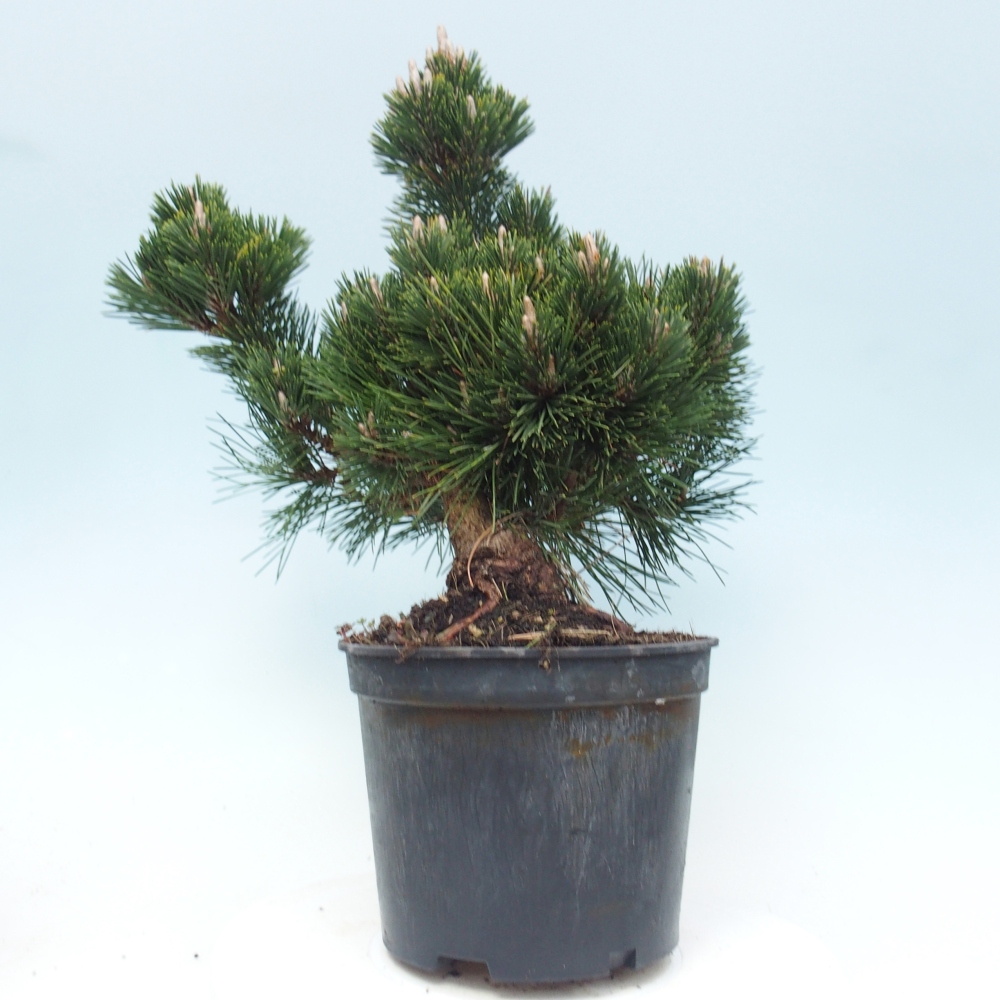 Kültéri bonsai - Pinus thunbergii senjyumaru - Thunberg fenyő