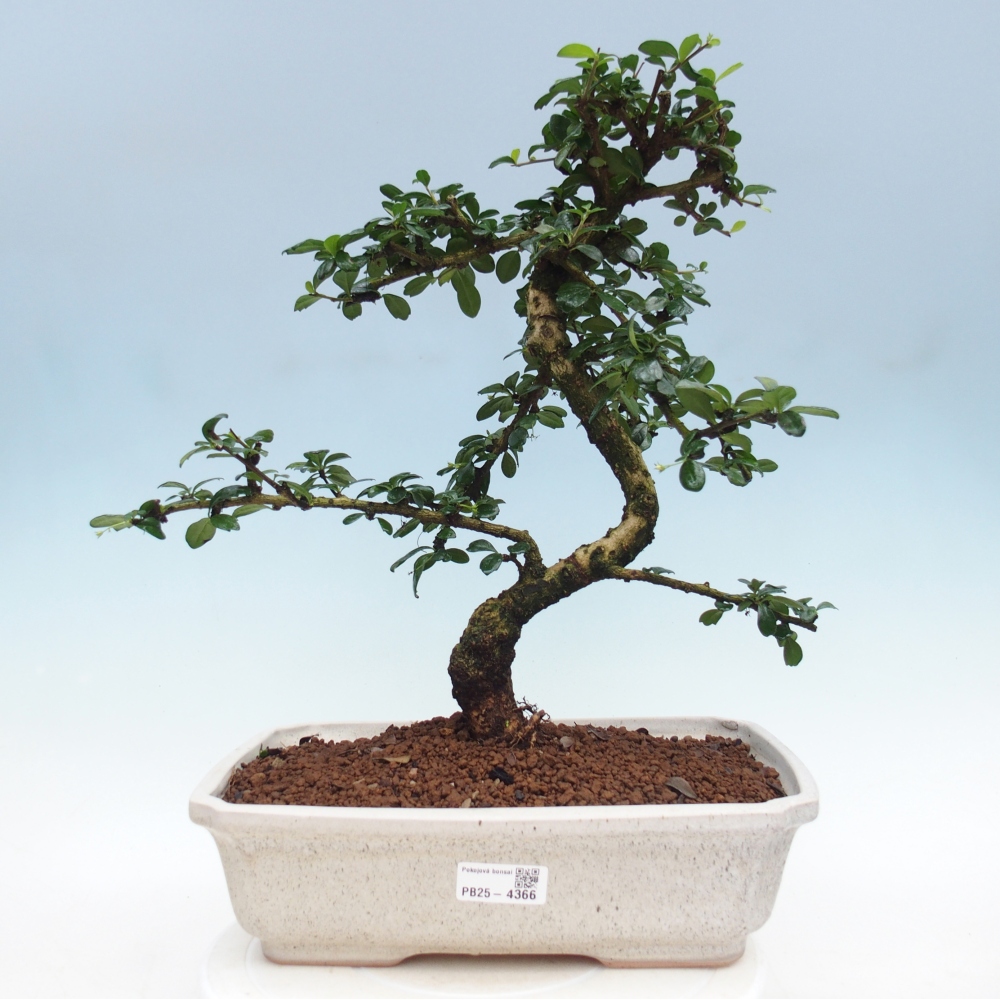 Szobai bonsai - Carmona macrophylla - Tea fuki