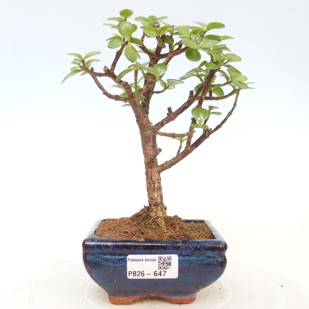 Szoba bonsai - Portulakaria Afra - Tlustice