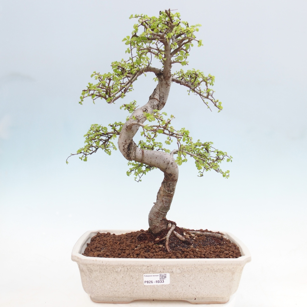 Szobai bonsai - Ulmus parvifolia - Kislevelű szilfa