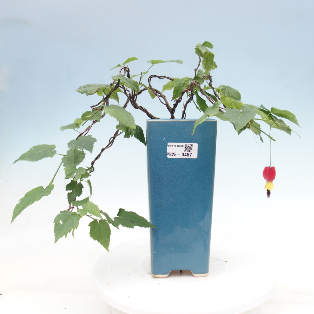 Beltéri bonsai - Abutilon Big Bell - Felhőbogyó