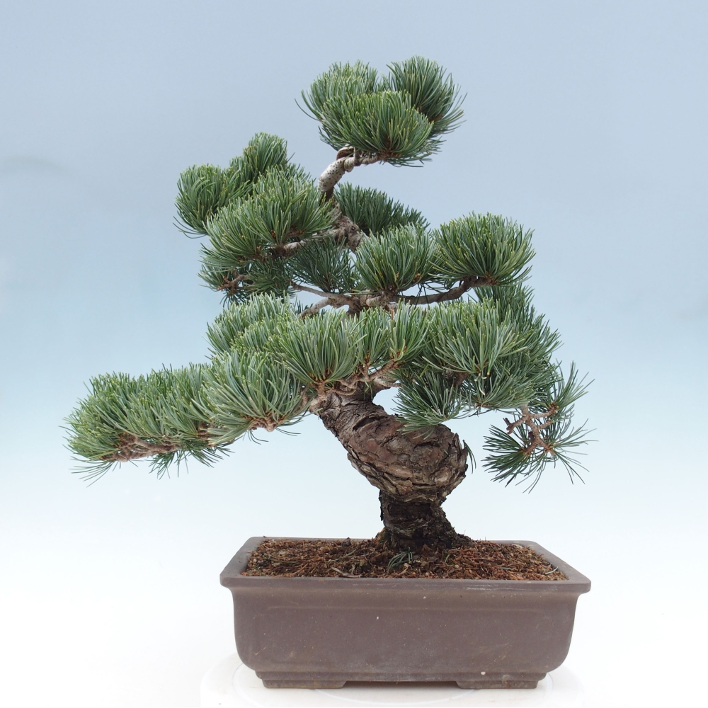 Kültéri bonsai - Pinus parviflora - Pinus parviflora