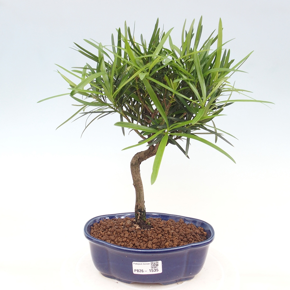 Szobai bonsai - Podocarpus - Kőtiszafa
