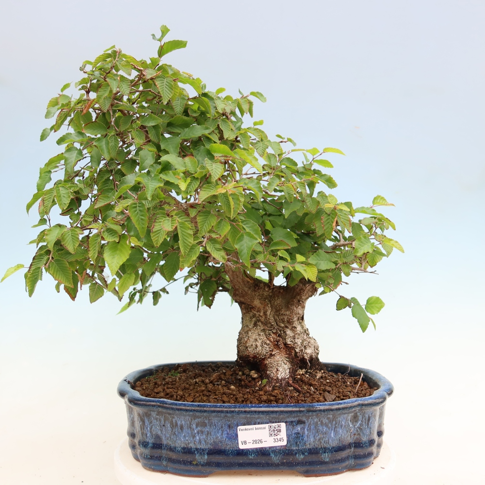Kültéri bonsai -Carpinus Coreana - Koreai gyertyánfa