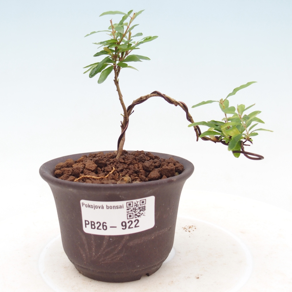 Szobai bonsai-PUNICA granatum nana-gránátalma