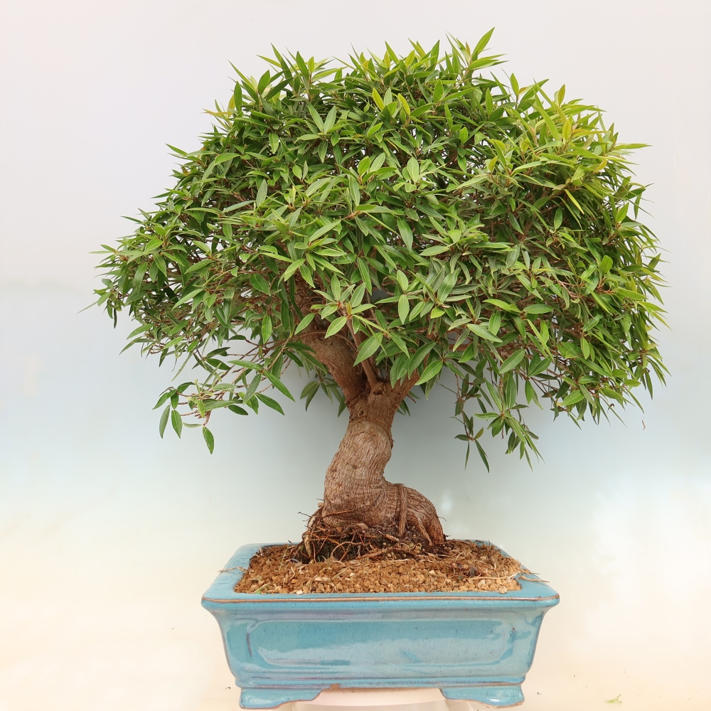 Szobai bonsai - Ficus nerifolia - kislevelű fikusz