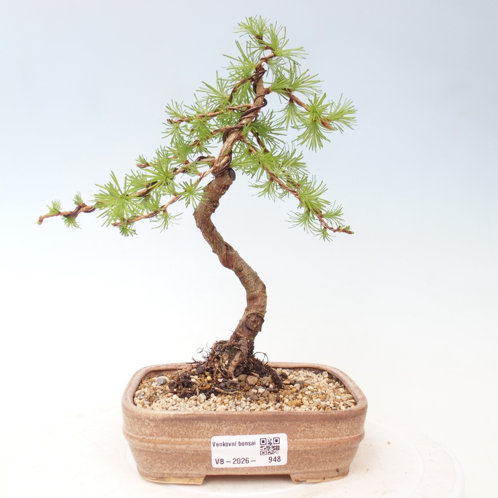 Kültéri bonsai - Larix Kaempferi - Japán vörösfenyő