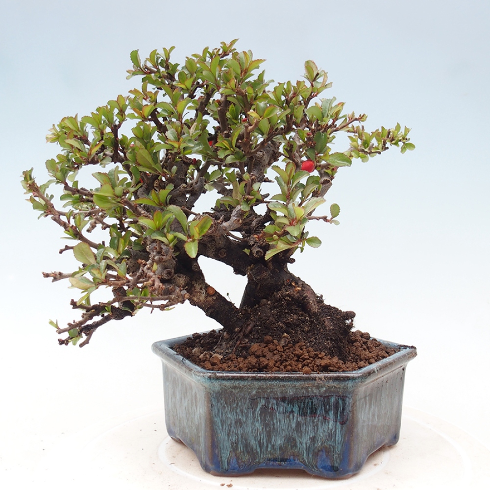 Kültéri bonsai - Chaneomeles speciosa - birs