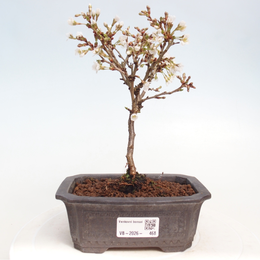 Kültéri bonsai - Prunus incisa Kojou-no mai-Plivon kivágva