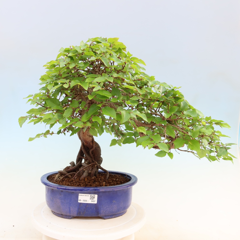 Kültéri bonsai -Carpinus Coreana - Koreai gyertyánfa