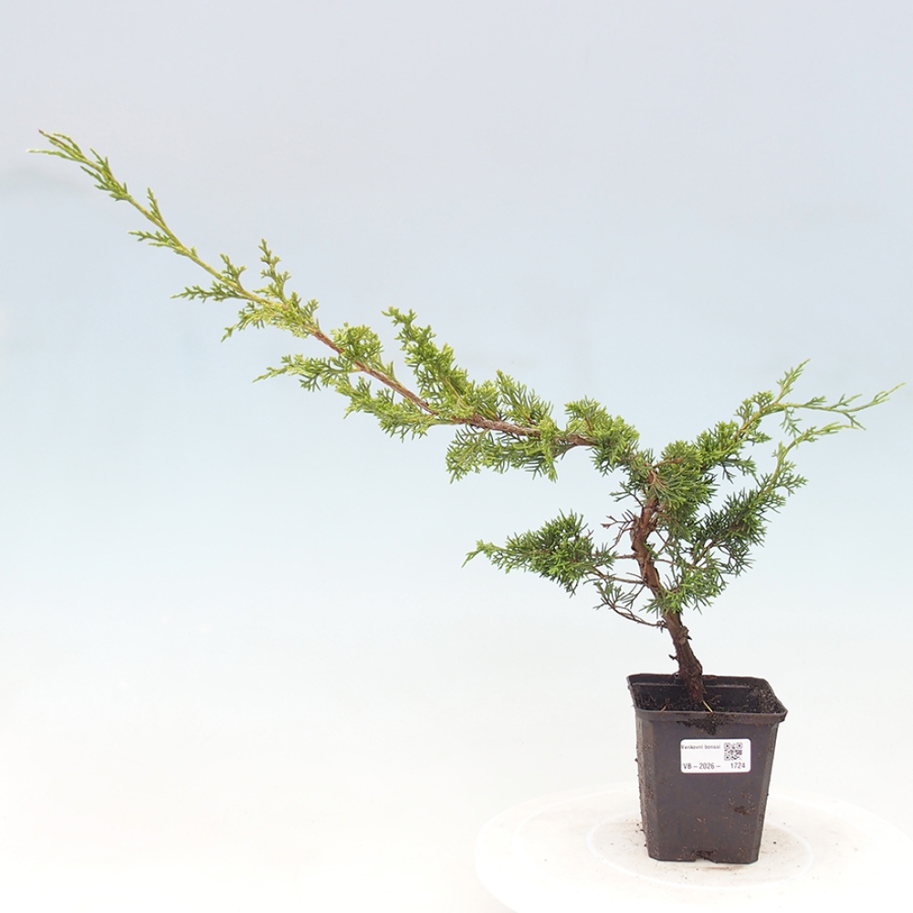 Kültéri bonsai - Juniperus chinensis Itoigawa