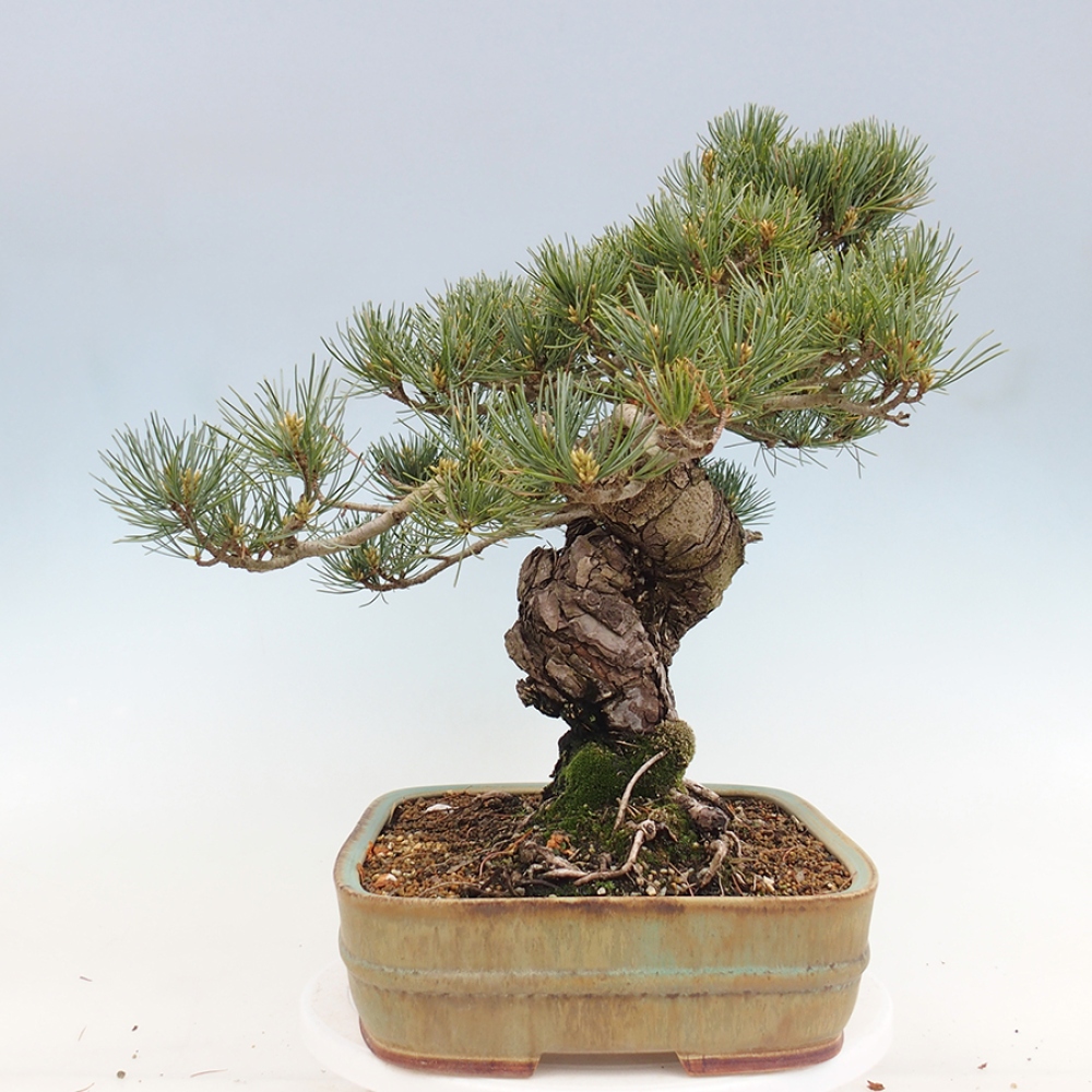 Kültéri bonsai - Pinus parviflora - Pinus parviflora