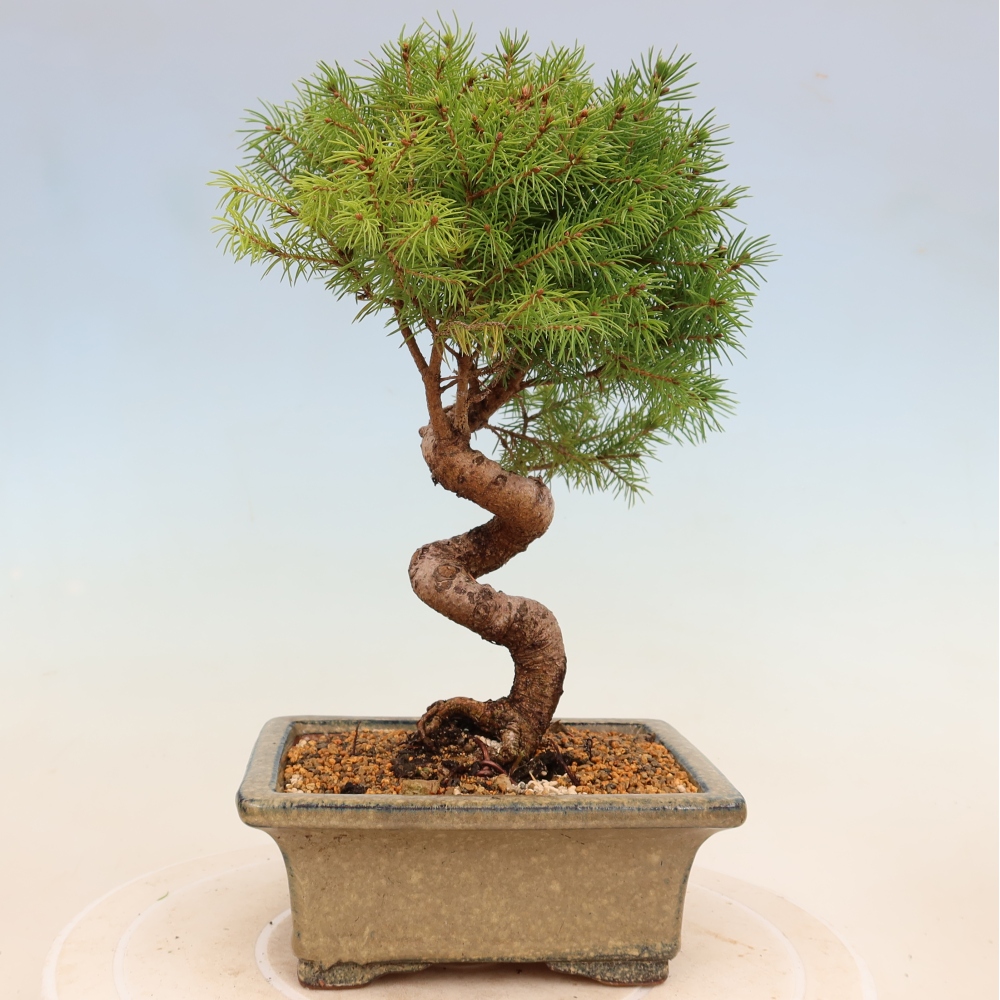 Kültéri bonsai - lucfenyő - Picea glauca globe