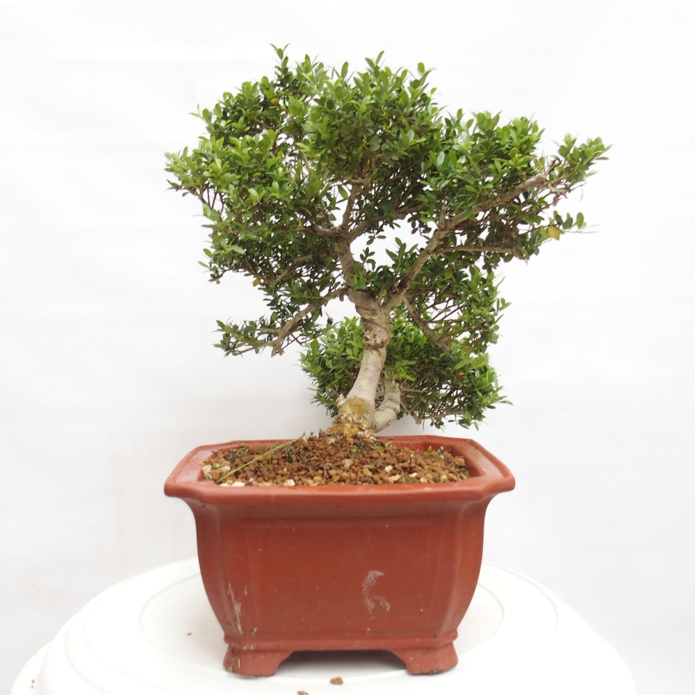 Szobai bonsai - Ilex crenata - Holly