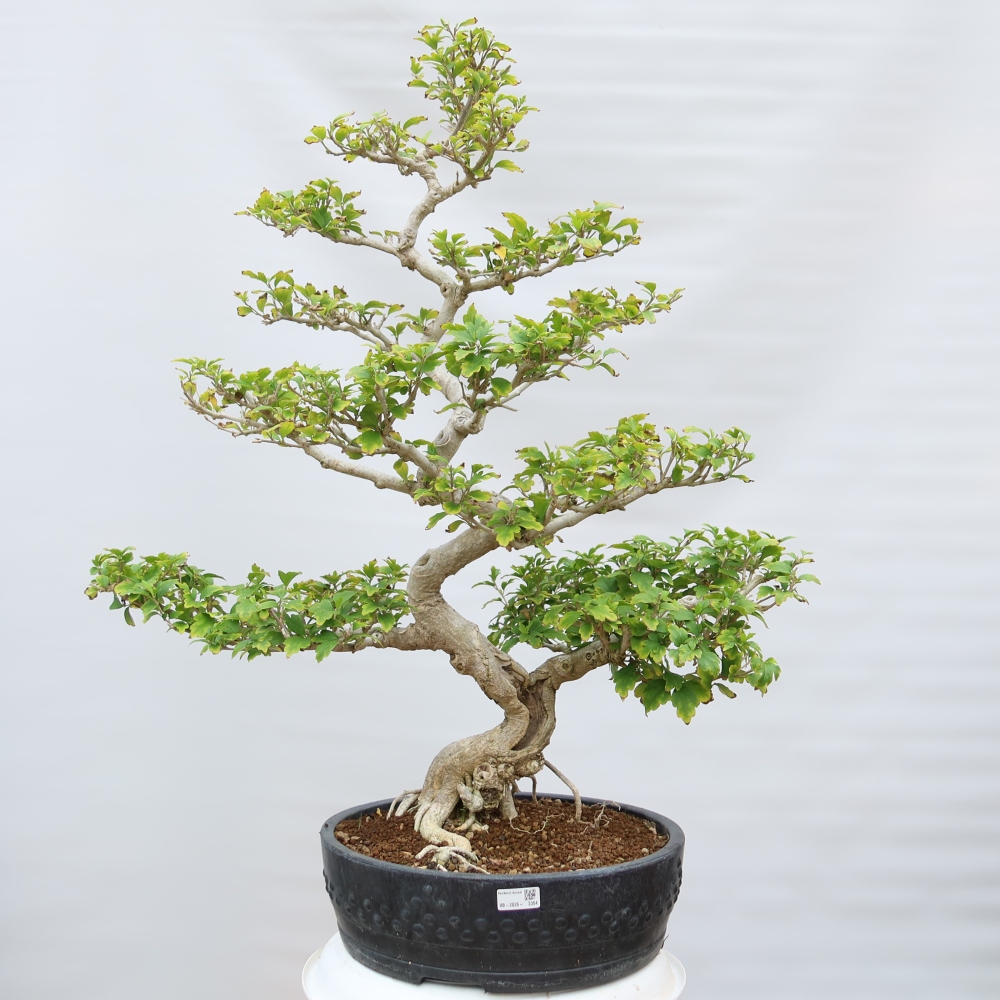 Kültéri bonsai – Hibiscus syriacus – Szíriai ibiskusz